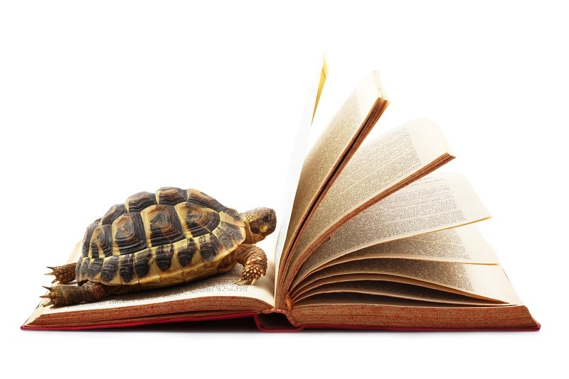 patient turtle on a book