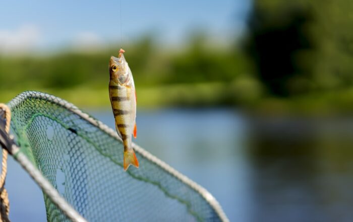 little fish-licensed-deposit-min